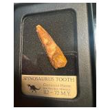 Dinosaur tooth