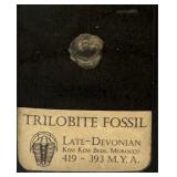 Tribolite Fossil.  Circa 419-393  with certificate