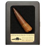 Original Spinosaurus Tooth - Excellent Quality.