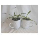 Real plant start-Oxygenating/filter Spider plants