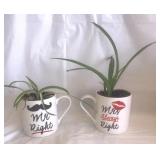 Real Plant start-oxygenating/filter Spider plants