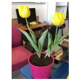 Live plant tulips Live plant tulips
