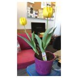 Live plant tulips Live plant tulips