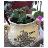 Large vase with live strawberry plants