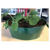 Container with live strawberries