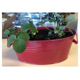 Container with live strawberry plants