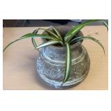 Beautiful striped oxygenating spider plant in vase Beautiful striped oxygenating spider plant in vase