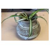 Beautiful striped oxygenating spider plant in vase