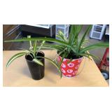 Mixed Oxygenating spider plants read for more info