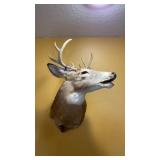 Whitetail deer mount