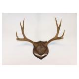 8 point Traditional Antler Mount. Dated 1964
