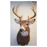 Excellent White Tail Shoulder Mount