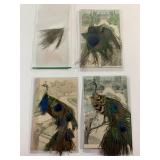 Antique postcards with peacock feathers
