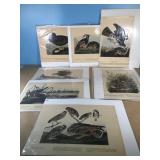 Various vintage bird prints