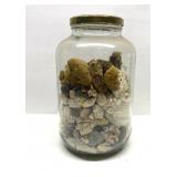 Vintage jar full of seashells, corral and more