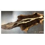 Skunk pelt-31in