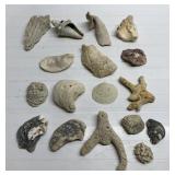 Sea shells and other sea formations Sea shells and other sea formations