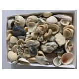 Flat of seashells Flat of seashells