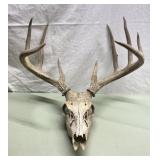 REAL deer skull REAL deer skull