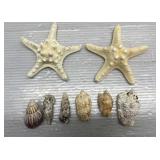 Star fish & shells