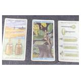 1933 Wills Cigarettes quicksand, 1924 Holm Oak, 1933 Wills Cigarettes quicksand, 1924 Holm Oak,