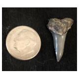 Small Shark Tooth -size of dime (dime not incl) Small Shark Tooth -size of dime (dime not incl)