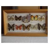 Framed Butterfly Collection - 10 Total