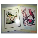 2 Bird Prints - Cassells Canaries & Cage Birds
