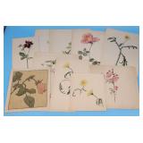 Lot of Botanical Flower Paintings Watercolor Elean