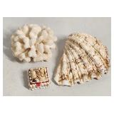 Assorted Shells & Coral - Natural Specimen