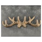 Cast iron deer horn coat hook, 9 3/4'