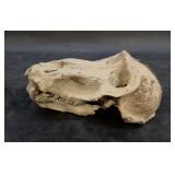 Baboon skull with lower jaw, some teeth missing 9"