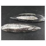 2 Orthoceras fossils longest is 7"