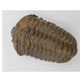 Remarkably preserved fossil 3.5" long