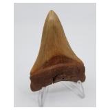 Beautifully preserved Megalodon