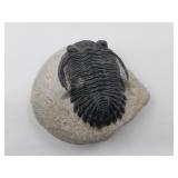 Beautiful partially unburied fossil, in remarkable