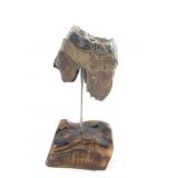 Wooly Rhino tooth set on epoxied burlwood base 6"