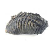 Stabilized woolly mammoth tooth about 11"