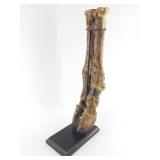 Ancient fossilized step bison hoof and ankle, stab