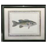 Small mouth Bass framed print, 17.5" x 21.25"  fra