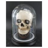 Faux human skull in a glass dome