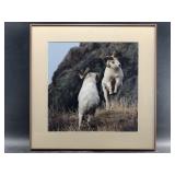 Lovely closeup photo of 2 Dahl sheep, matted and f