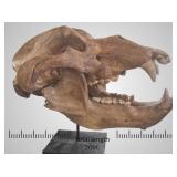Exceptional cave bear skull with custom stand