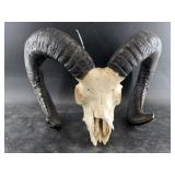 Ram's skull with horns 11' deep
