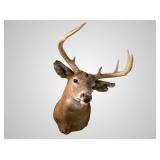Whitetail deer shoulder mount about 24' deep