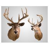 Large whitetail deer shoulder mount about 25' deep