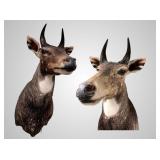 Nilgai shoulder mount 20' deep over 3' tall
