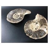 Pair of Ammonite fossils with opposing swirl patte
