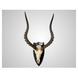 African Impala European mount, 10' deep