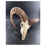 Ram's skull with lovely set of horns, about 14' lo